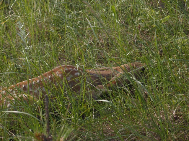 Baby deer hiding in the grass