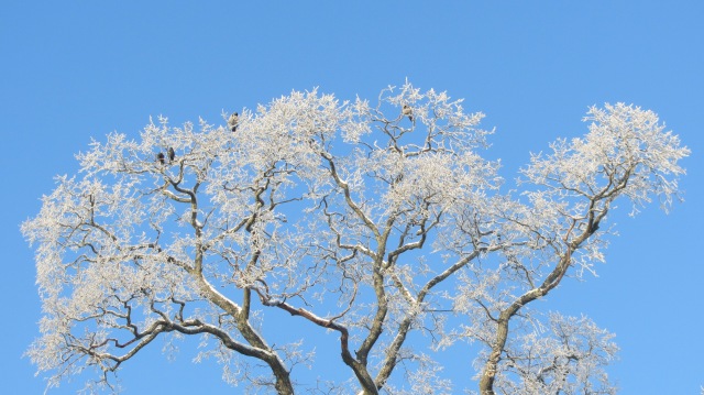 Crystallized snowflake branches