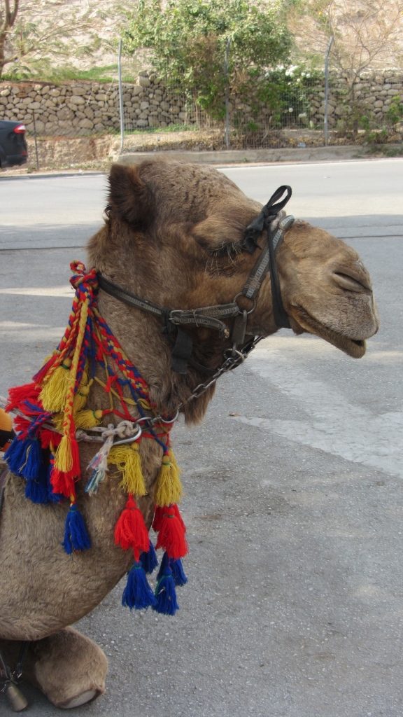 A passing camel in Jericho